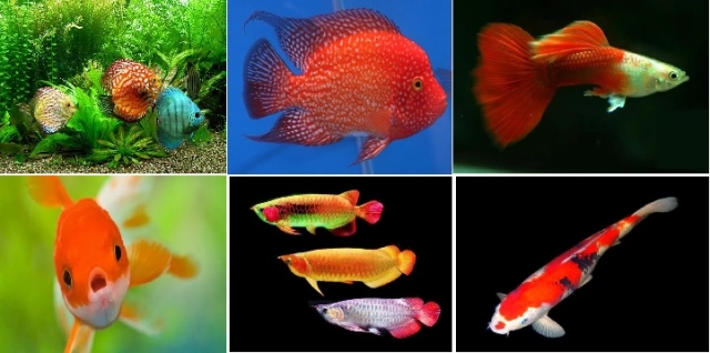7 Ikan Hias Air Tawar yang Paling Populer Dibudidayakan