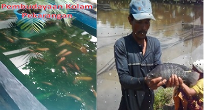 SALAH SATU UPAYA MENGHILANGKAN STRES SEKALIGUS PENGADAAN GIZI HEWANI (IKAN) DAN PENINGKATAN EKONOMI KELUARGA MELALUI PEMBUDAYAAN KOLAM PEKARANGAN