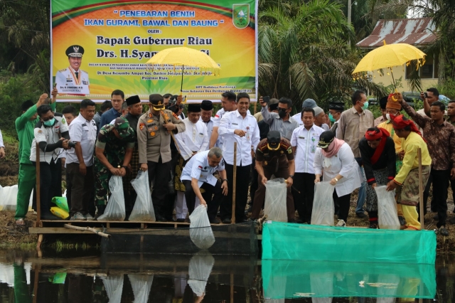 Gubernur Riau beserta Kadis Kelautan dan Perikanan Lakukan Penebaran Benih Ikan di Kolam Masyarakat Hukum Adat Suku Sakai 