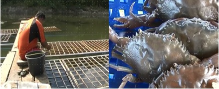 BUDIDAYA PENGGEMUKAN KEPITING SOKA DALAM KERANJANG SISTEM BATREI