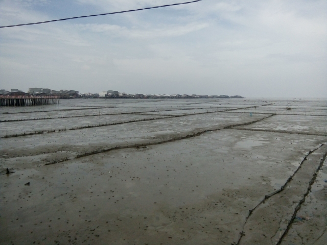BEBERAPA JENIS KOMODITAS PERIKANAN YANG BISA DI KEMBANGKAN DI WILAYAH PESISIR PROVINSI RIAU
